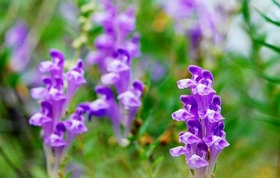 How Scutellaria Baicalensis Extract Revolutionizes Traditional Chinese Medicine